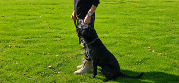 Cane Corso tijdens appèl bij IGP-training van HSV de Bevelanden