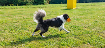 Bordercollie apporteert het apporteerblok tijdens appèl bij IGP-training
