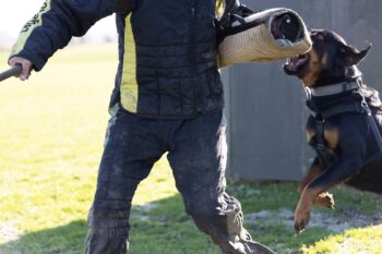 Rottweiler bijt in de bijtmouw tijdens pakwerk bij IGP-training in Zeeland