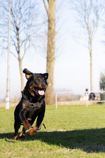 Hond rent naar het verstek tijdens manwerk bij HSV de Bevelanden in Zeeland