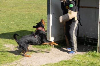 Rottweiler blaft de pakwerker aan bij het verstek tijdens IGP-training