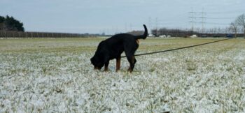 Hond tijdens speurtraining bij HSV de Bevelanden in Zeeland