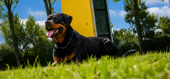Rottweiler ligt af tijdens appèl bij IGP-training